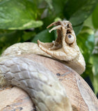 Carved Cobra Skull Sculpture Human Skull Carving