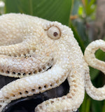 Black Wood Carved Human Skull Sculpture with Octopus Carving made from Antler