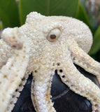 Black Wood Carved Human Skull Sculpture with Octopus Carving made from Antler