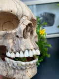 Grinning Human Skull Replica Wooden Sculpture Realistic Replica Human Skull