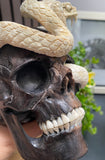 Cobra Skull Black Wood Carved Human Skull Sculpture Snake Carving from Antler
