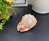 Ocean Life Carved Shell Genuine natural Cypraca Cassis Rupa with Turtle Carving