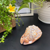 Ocean Life Carved Shell Genuine natural Cypraca Cassis Rupa with Turtle Carving