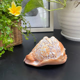 Ocean Life Carved Shell Genuine natural Cypraca Cassis Rupa with Turtle Carving