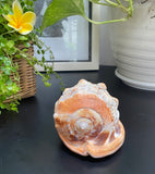 Ocean Life Carved Shell Genuine natural Cypraca Cassis Rupa with Turtle Carving