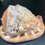 Ocean Life Carved Shell Genuine natural Cypraca Cassis Rupa with Turtle Carving