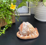 Ocean Life Carved Shell Genuine natural Cypraca Cassis Rupa with Turtle Carving