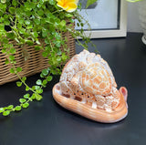 Ocean Life Carved Shell Genuine natural Cypraca Cassis Rupa with Turtle Carving