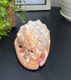 Ocean Life Carved Shell Genuine natural Cypraca Cassis Rupa with Turtle Carving