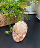 Ocean Life Carved Shell Genuine natural Cypraca Cassis Rupa with Turtle Carving