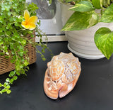 Ocean Life Carved Shell Genuine natural Cypraca Cassis Rupa with Turtle Carving