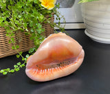 Ocean Life Carved Shell Genuine natural Cypraca Cassis Rupa with Turtle Carving