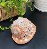 Flower Mandala Carving onl Genuine natural Cypraca Cassis Rupa Sea Shell