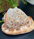 Flower Mandala Carving onl Genuine natural Cypraca Cassis Rupa Sea Shell