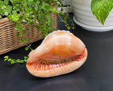 Flower Mandala Carving onl Genuine natural Cypraca Cassis Rupa Sea Shell