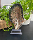 Hummingbird Shell with Flowers carved mother of pearl Genuine natural 10'' Sea Shell