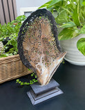 Hummingbird Shell with Flowers carved mother of pearl Genuine natural 10'' Sea Shell