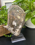 Hummingbird Shell with Flowers carved mother of pearl Genuine natural 10'' Sea Shell