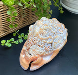 Octopus Carved Shell Genuine natural Cypraca Cassis Rupa Ocean Live