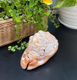 Octopus Carved Shell Genuine natural Cypraca Cassis Rupa Ocean Live