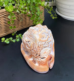 Octopus Carved Shell Genuine natural Cypraca Cassis Rupa Ocean Live