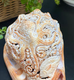 Octopus Carved Shell Genuine natural Cypraca Cassis Rupa Ocean Live
