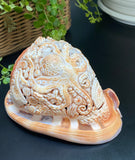 Octopus Carved Shell Genuine natural Cypraca Cassis Rupa Ocean Live