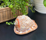 Octopus Carved Shell Genuine natural Cypraca Cassis Rupa Ocean Live