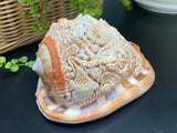 Octopus Carved Shell Genuine natural Cypraca Cassis Rupa Ocean Live