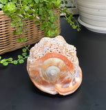 Octopus Carved Shell Genuine natural Cypraca Cassis Rupa Ocean Live