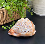 Octopus Carved Shell Genuine natural Cypraca Cassis Rupa Ocean Live