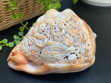 Octopus Carved Shell Genuine natural Cypraca Cassis Rupa Ocean Live