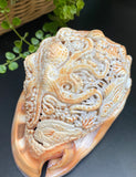 Octopus Carved Shell Genuine natural Cypraca Cassis Rupa Ocean Live