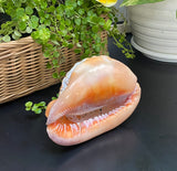 Octopus Carved Shell Genuine natural Cypraca Cassis Rupa Ocean Live